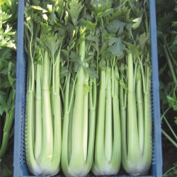 Seler Conga 10 000 nasion Primed Pellets ST